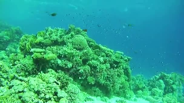 Schöne bunte tropische Fische auf lebendigen Korallenriffen unter Wasser im Roten Meer — Stockvideo