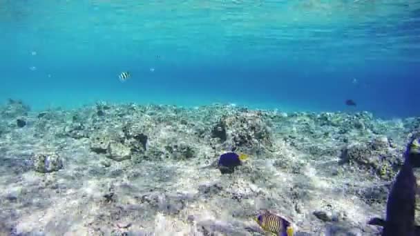 Fondo marino en el Mar Rojo, Egipto — Vídeo de stock