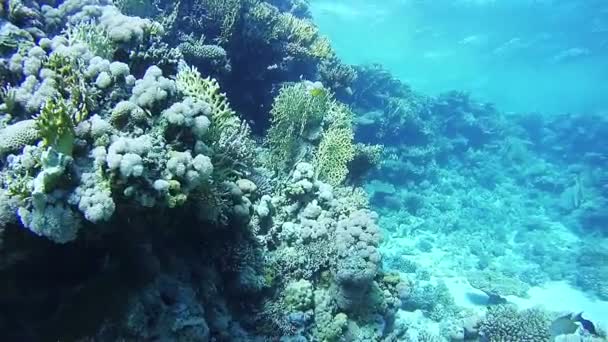 Καταδύσεις κοντά σε κοραλλιογενείς υφάλους στην Ερυθρά θάλασσα, Αίγυπτος — Αρχείο Βίντεο