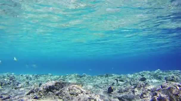 Sealife Hintergrund im Roten Meer, Ägypten — Stockvideo