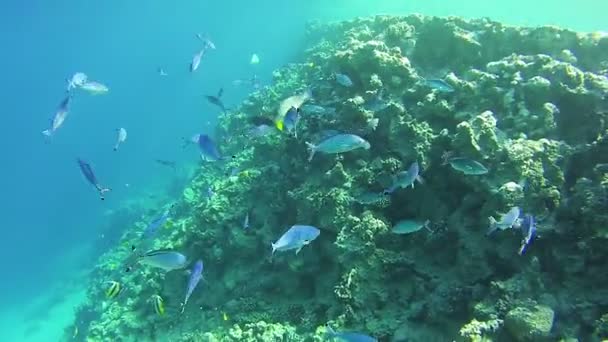 Beaux poissons tropicaux colorés sur les récifs coralliens vibrants sous-marins dans la mer Rouge — Video