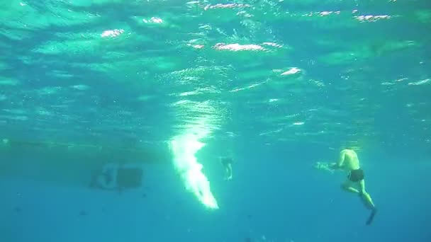 Άνθρωποι τουρίστες βουτιά από το σκάφος κάτω από το νερό στην Ερυθρά θάλασσα, Αίγυπτος — Αρχείο Βίντεο