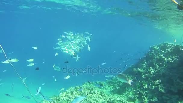 Flock av tropiska fiskar på korallrev under vattnet i Röda havet — Stockvideo