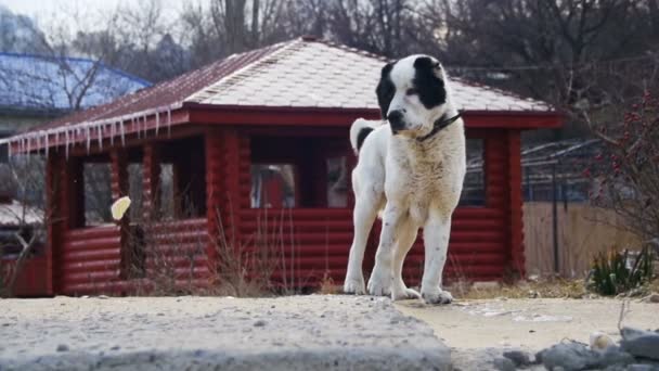 Gran perro hambriento sin hogar en la calle en invierno come comida. Moción lenta — Vídeos de Stock