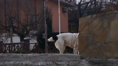 Kış sokakta aç büyük köpek ekmek yiyor. Ağır çekim