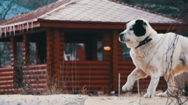 Kış sokakta aç Anavatan büyük köpek yemek yiyor. Ağır çekim