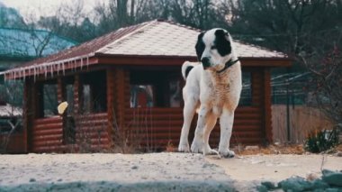 Kış sokakta aç büyük köpek ekmek yiyor. Ağır çekim