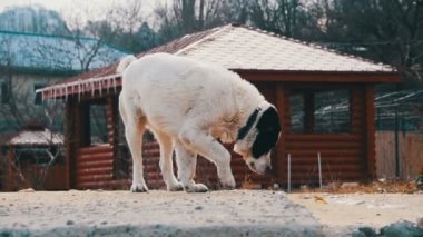 Kış sokakta aç Anavatan büyük köpek yemek yiyor. Ağır çekim