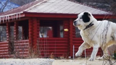 Kış sokakta aç büyük köpek yemek yiyor. Ağır çekim