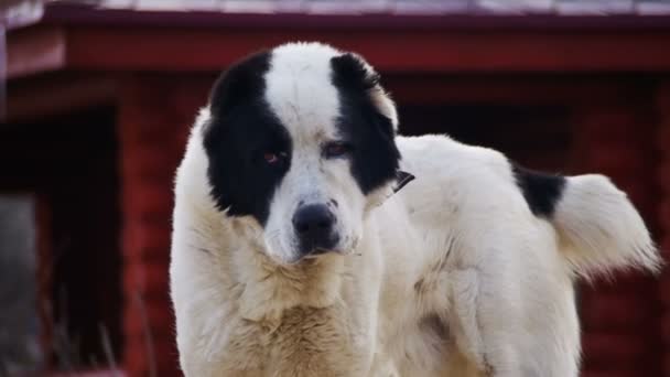 Hungry Big Dog na rua no inverno come comida. Movimento lento — Vídeo de Stock