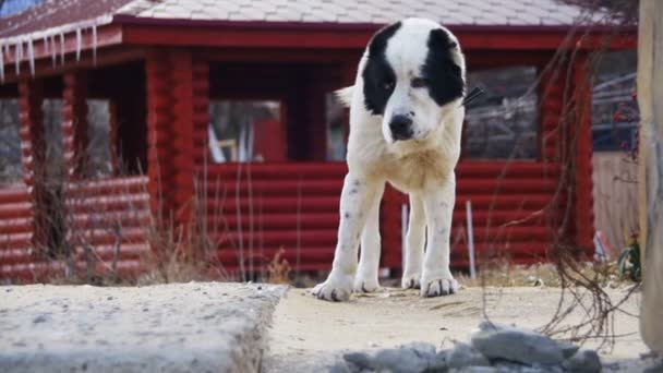 Hladový bezdomovec velkého psa na ulici, v zimě jí jídlo. Zpomalený pohyb — Stock video