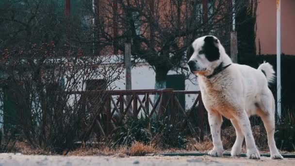 冬の路上の空腹の大きな犬は、パンを食べる。スローモーション — ストック動画