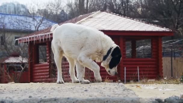 Голодний великий пес на вулиці взимку їсть їжу. Повільний рух — стокове відео
