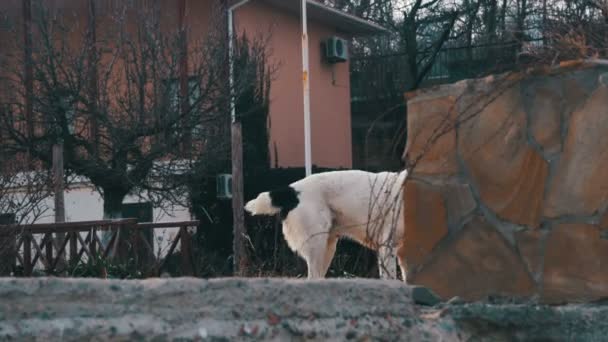 Hongerige grote hond op straat in de Winter eet voedsel. Slow Motion — Stockvideo