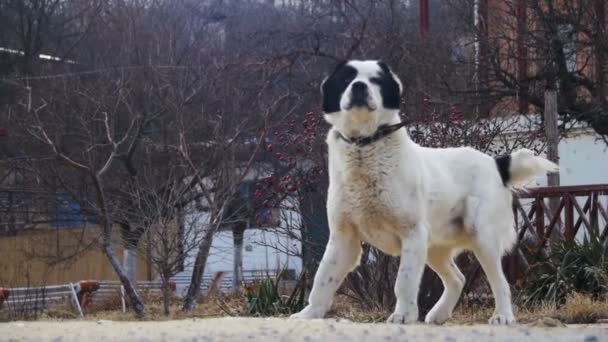 冬の路上の空腹の大きな犬は、食べ物を食べます。スローモーション — ストック動画