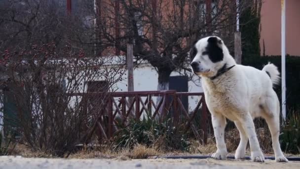冬の路上の空腹のホームレス大きな犬は、食べ物を食べます。スローモーション — ストック動画