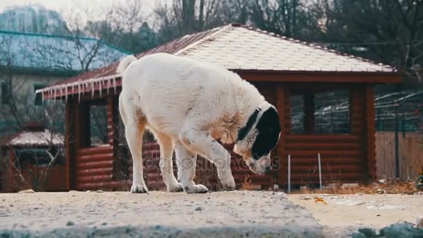 Kış sokakta aç Anavatan büyük köpek yemek yiyor. Ağır çekim — Stok video