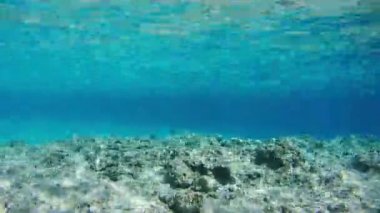 Mercan renkli tropikal balık suyun altında Red Sea, Mısır resif. Zaman atlamalı.