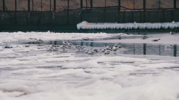 Mewy, siedząc na zamarznięte morze pokryte lodem — Wideo stockowe