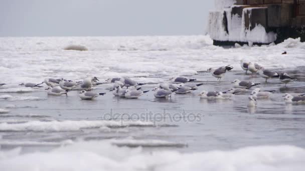 Gaivotas sentadas no mar gelado — Vídeo de Stock