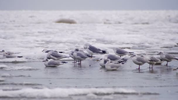 Rackové sedí na zmrzlé zamrzlá moře — Stock video