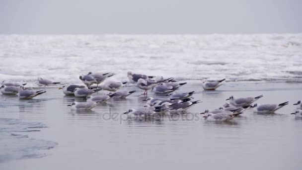 Чайки сидят на замерзшем ледяном море — стоковое видео