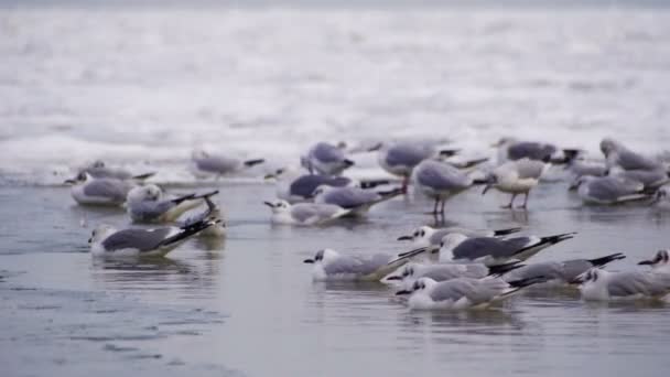얼어붙은 얼음 덮인 바다에 갈매기 — 비디오
