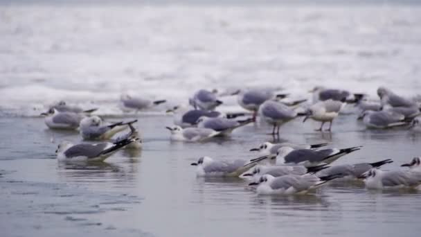 凍った氷に覆われた海の上に座ってカモメ — ストック動画