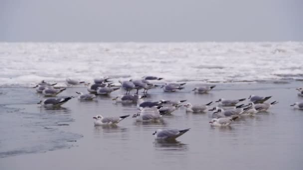 坐在冰海冻上的海鸥 — 图库视频影像