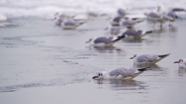 Måsar sitter på frysta istäckta havet — Stockvideo