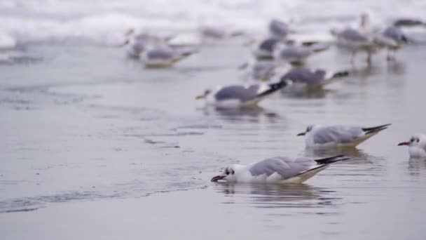 Donmuş buz kaplı deniz üzerinde oturan martılar — Stok video