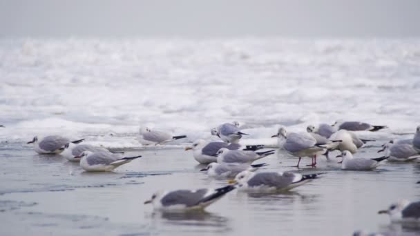 Чайки сидять на замерзлому льодовому морі — стокове відео