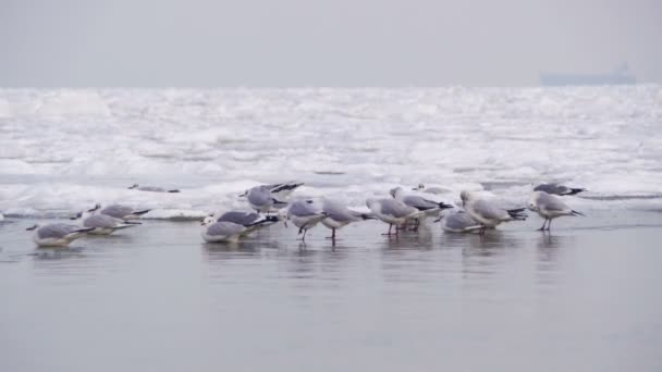 凍った氷に覆われた海の上に座ってカモメ — ストック動画