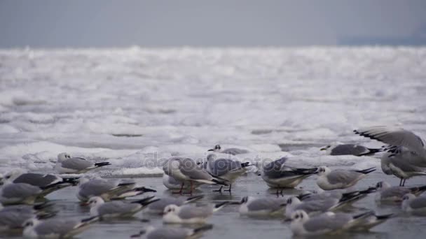 Gaviotas sentadas en el mar helado cubierto de hielo — Vídeos de Stock