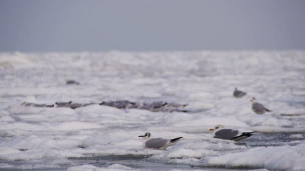 Möwen sitzen auf dem gefrorenen, eisbedeckten Meer — Stockvideo
