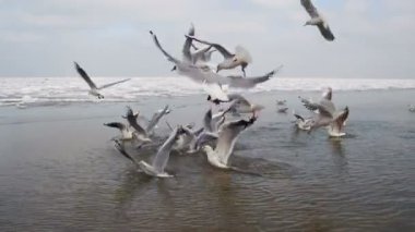 Martılar dalış su içine gıda için