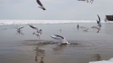 Martılar dalış su içine gıda için