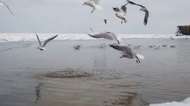 Martılar dalış su içine gıda için