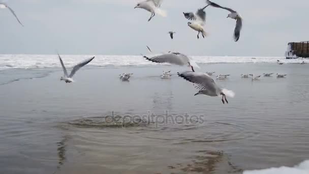 Seagulls dyka i vattnet för mat — Stockvideo