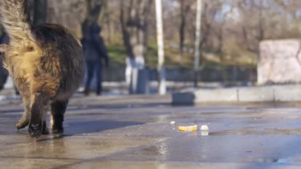 Hemlösa katter på gatan äta mat tidigt på våren — Stockvideo