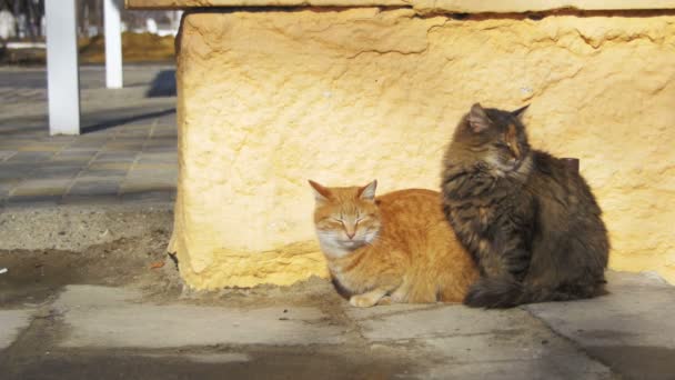 Dos gatos grises y rojos sin hogar en la calle a principios de primavera — Vídeos de Stock