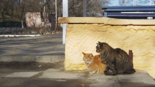 Dos gatos grises y rojos sin hogar en la calle a principios de primavera — Vídeos de Stock