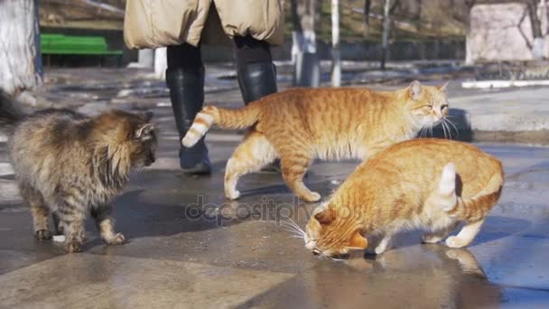 Vrouw voederen van dakloze katten brood op straat in het vroege voorjaar. Slow Motion — Stockvideo