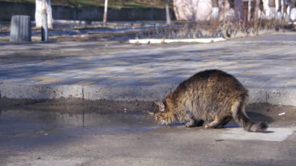 Γκρι γάτα ποτά νερό από λακκούβες στο δρόμο στις αρχές της άνοιξης — Αρχείο Βίντεο