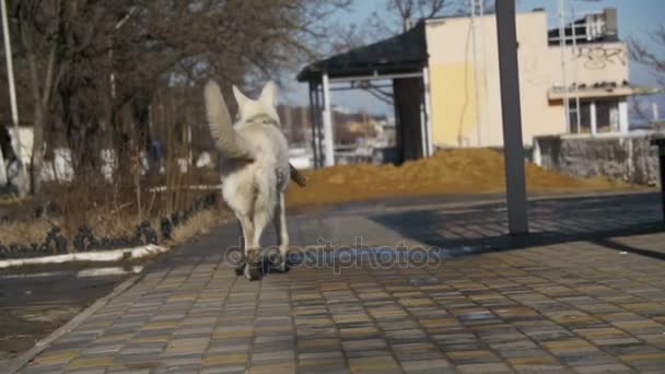Perro con un palo en la boca corre a lo largo de la calle en el parque — Vídeos de Stock