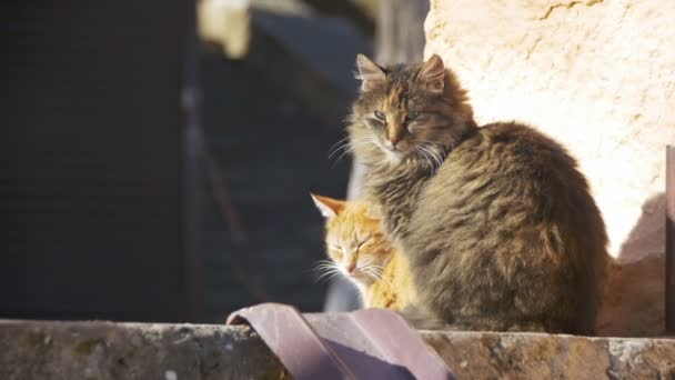 Δύο γκρι και κόκκινο άστεγες γάτες στην οδό στις αρχές της άνοιξης. Αργή κίνηση — Αρχείο Βίντεο