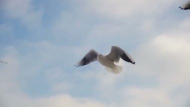 Hava ve Catch gıda mavi gökyüzü arka plan üzerinde uçan martılar. Ağır çekim