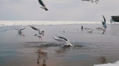 Dalış ve kış deniz buz kaplı yemek mücadele martılar grup.