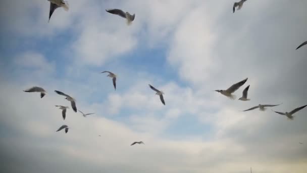 Gaivotas voando no ar e pegar comida no fundo do céu azul. Movimento lento — Vídeo de Stock