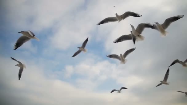 Gaivotas voando no ar e pegar comida no fundo do céu azul. Movimento lento — Vídeo de Stock